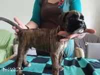 ROSCO